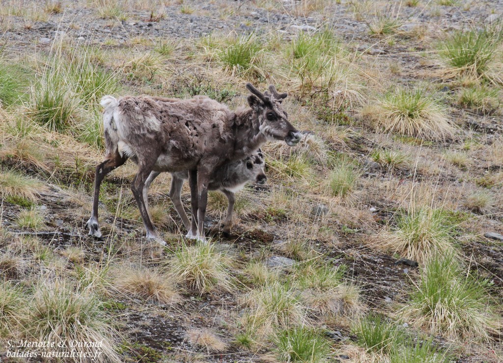 Renne, Langfjorddalen, Norvège