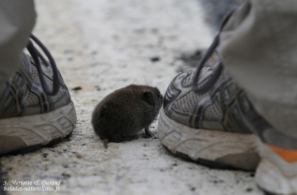 Campagnol, Langfjorddalen, Norvège