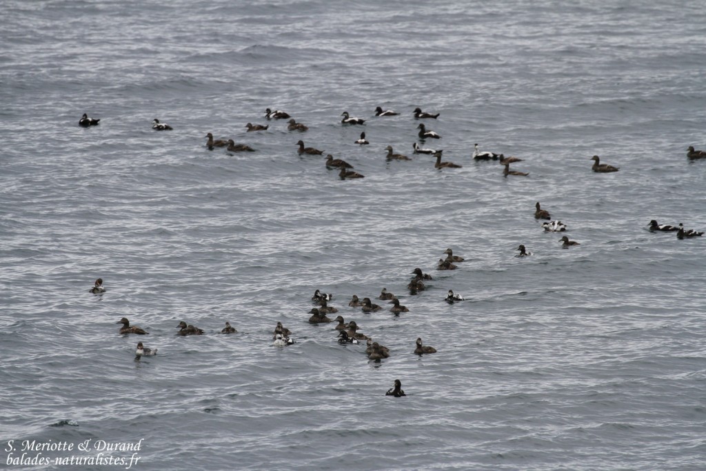 Eider à duvet (Ekkeroy)