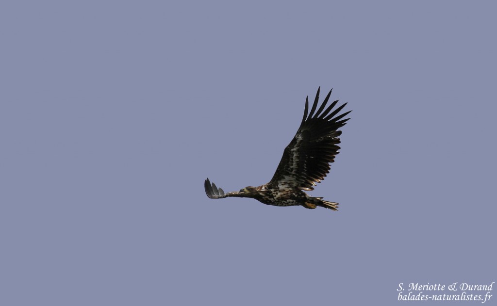 Pygargue à queue blanche (Ekkeroy)