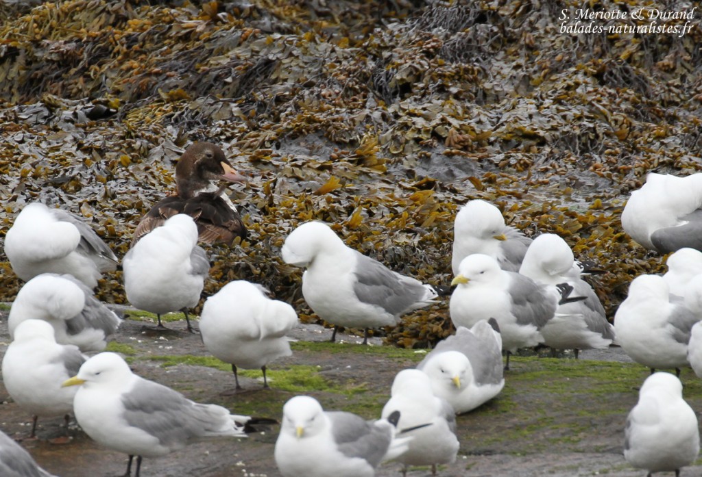 Eider à tête grise (Ekkeroy)