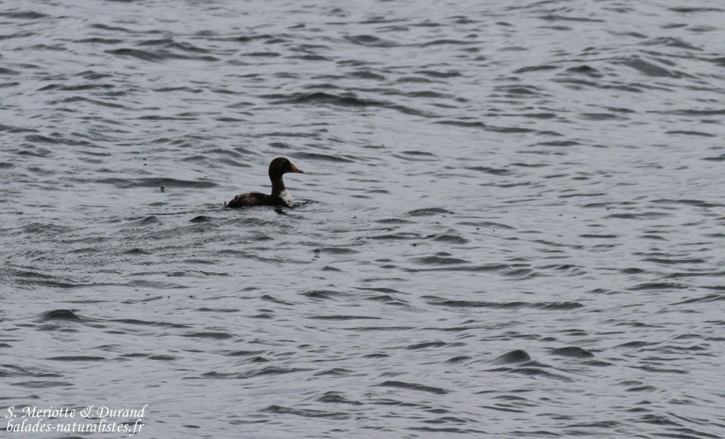 Eider à tête grise (Ekkeroy)