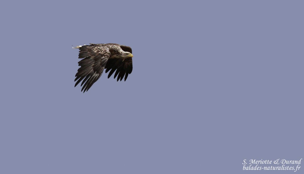 Pygargue à queue blanche (Ekkeroy)