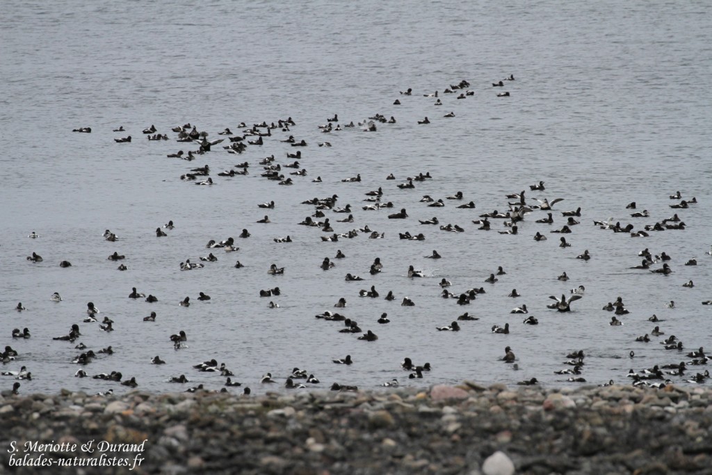 Eider à duvet (Ekkeroy)