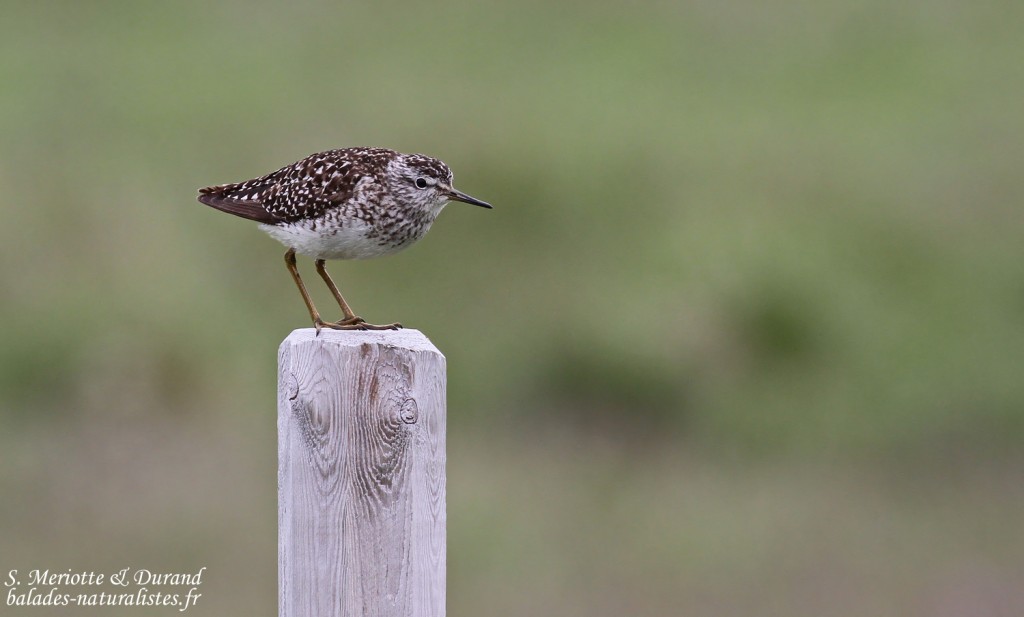 Chevalier sylvain (Ekkeroy)