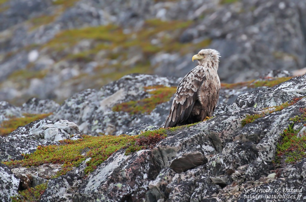 Pygargue à queue blanche (Hamningberg)