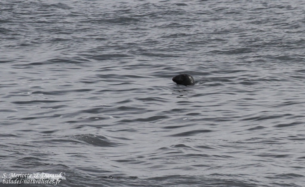 Phoque gris (Hamnimberg)