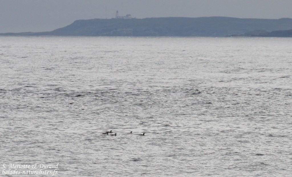 Plongeons à bec blanc (Hamnimberg)