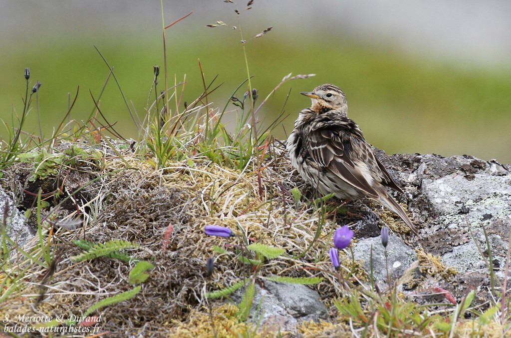 Pipit à gorge rousse (Hamnimberg)