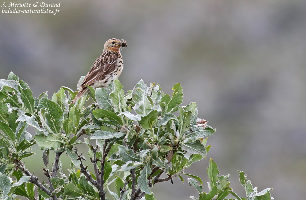 Pipit à gorge rousse (Hamnimberg)
