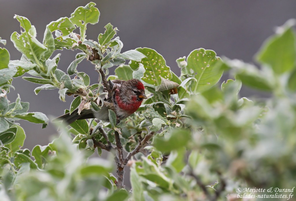 Sizerin flammé (Hamnimberg)