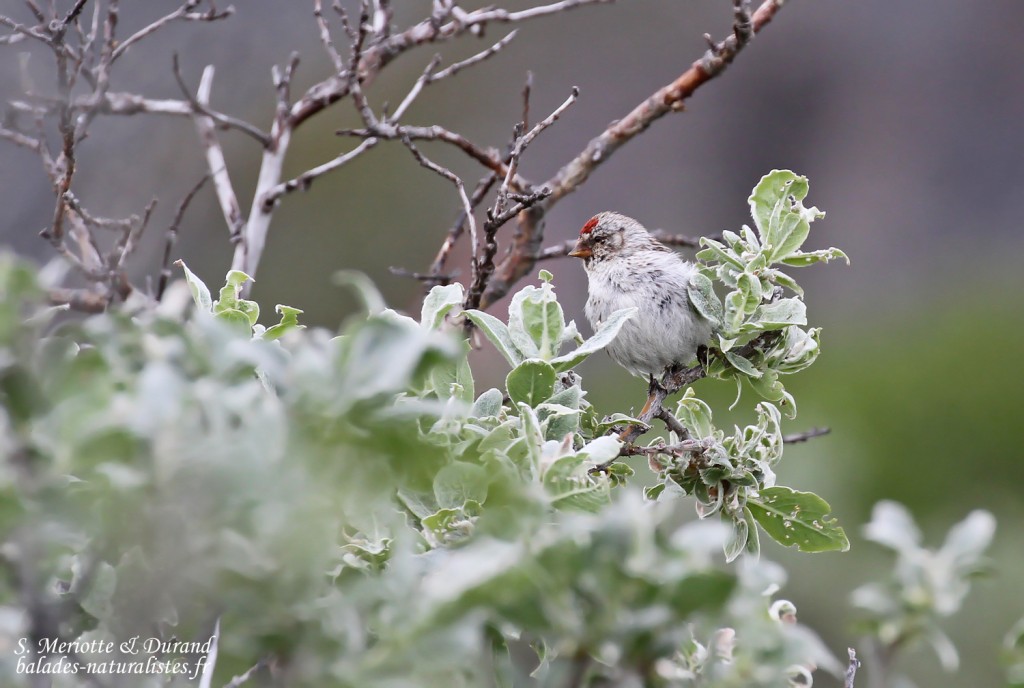 Sizerin blanchâtre (Hamningberg)
