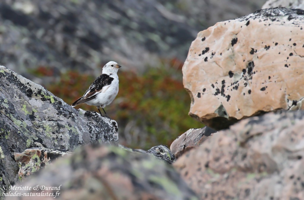Bruant des neiges (Hamningberg)