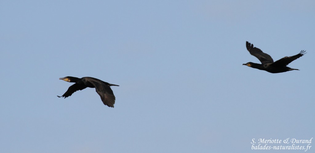 Grand Cormoran (Hamningberg)