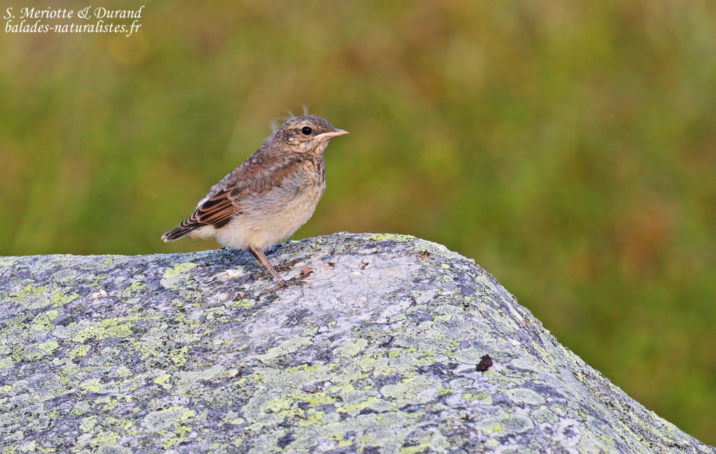 Jeune traquet motteux (Hamningberg)