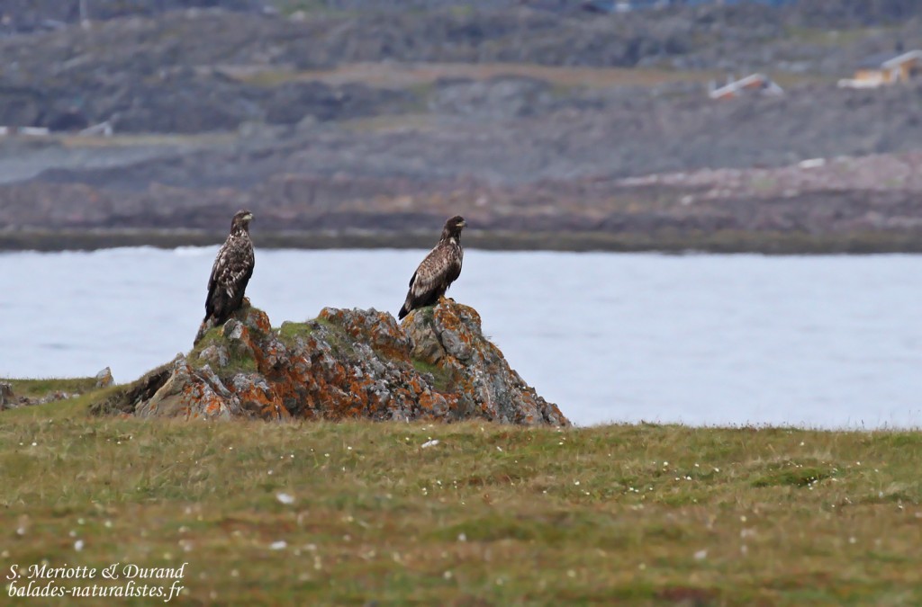 Pygargues à queue blanche (Hamningberg)