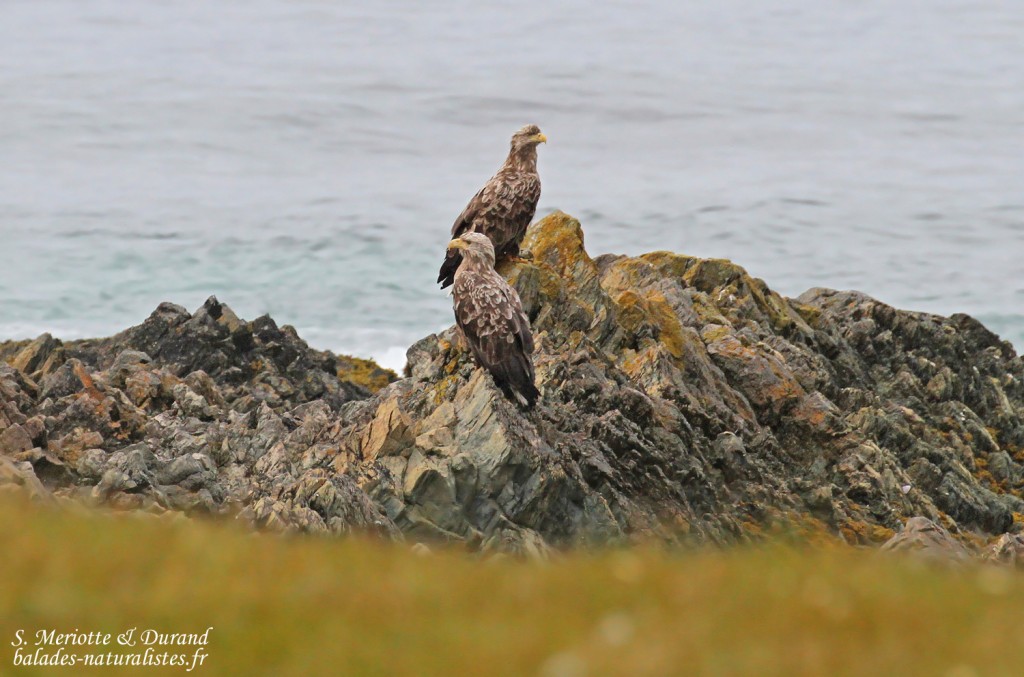 Pygargues à queue blanche adultes (Hamningberg)