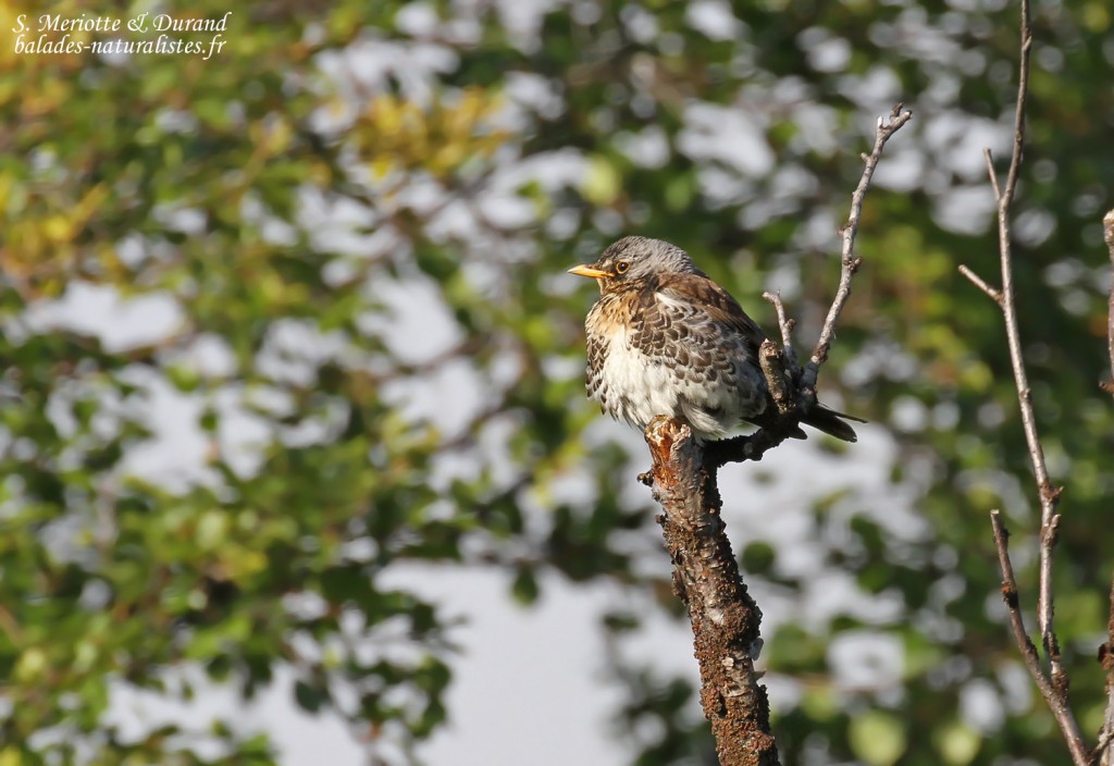 Grive litorne, Langfjorddalen, Norvège