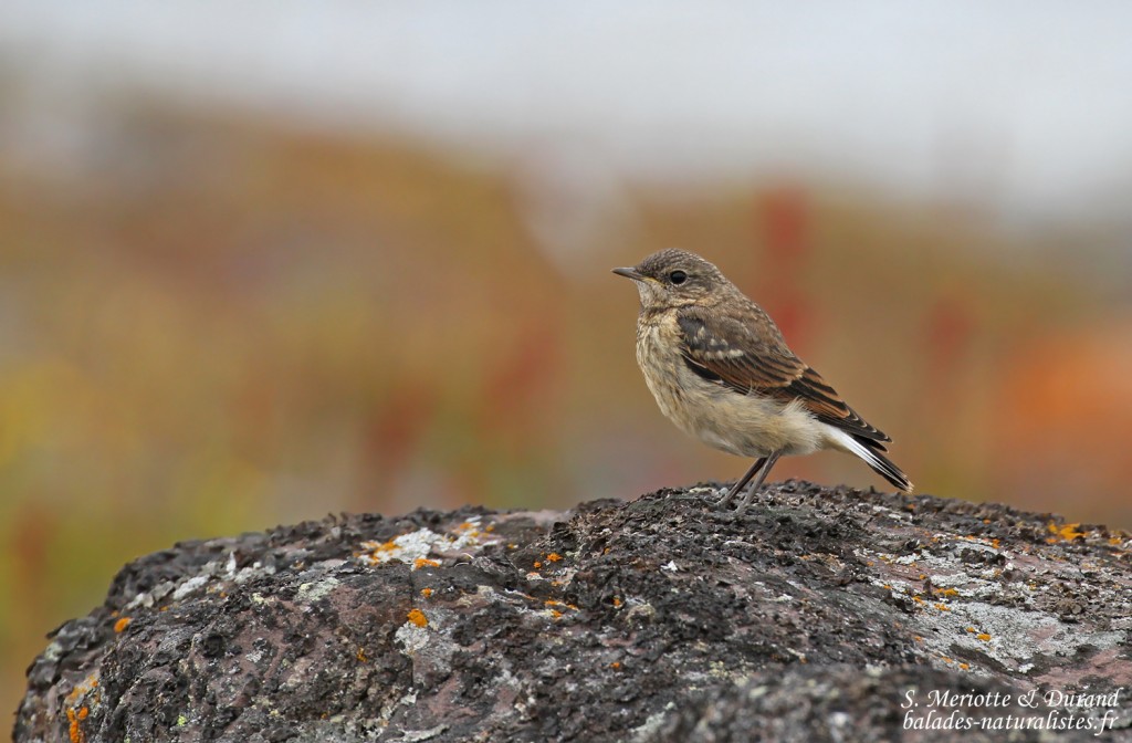 Nesseby (Varanger Norvège)