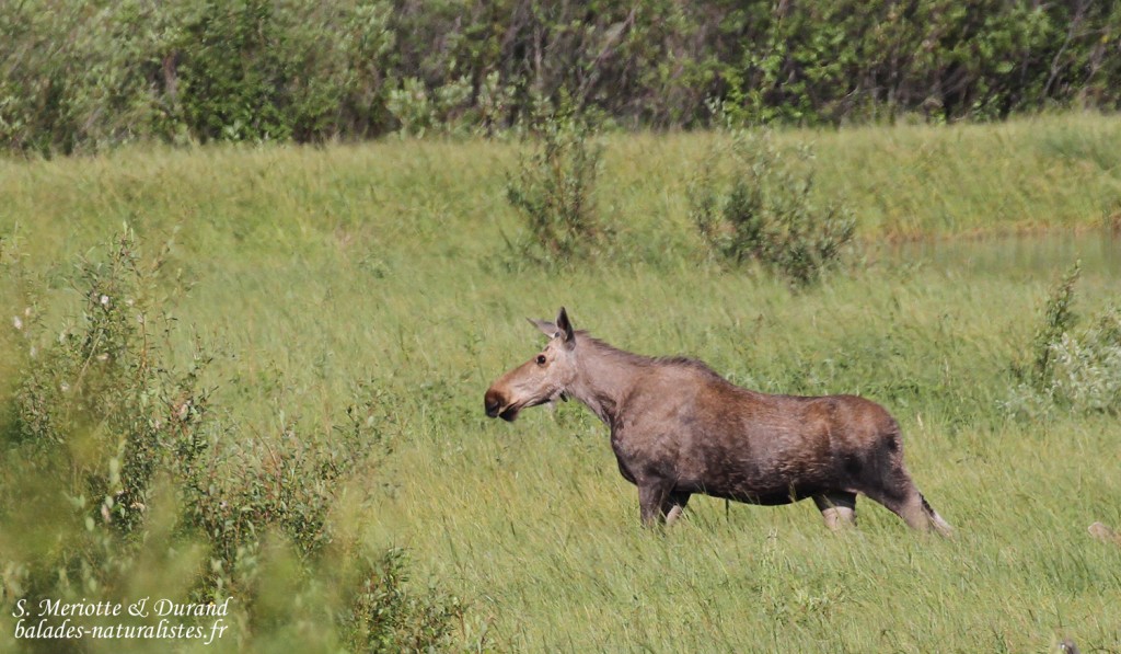 Elan (Vallée de Pasvik)