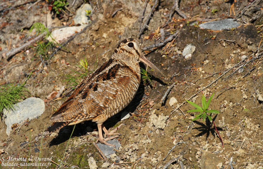 Bécasse des bois (Vallée de Pasvik)
