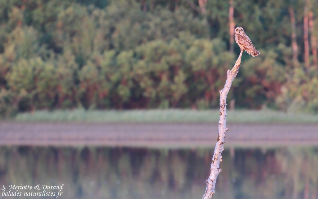 Hibou des marais (Vallée de Pasvik)