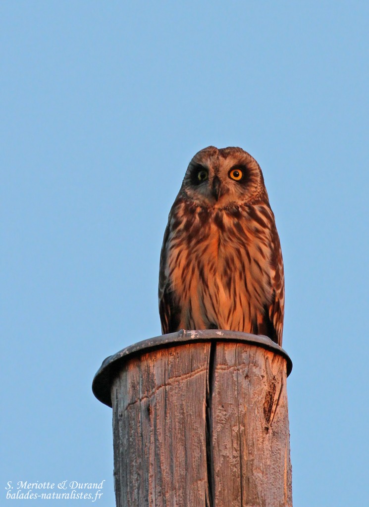 Hibou des marais (Vallée de Pasvik)
