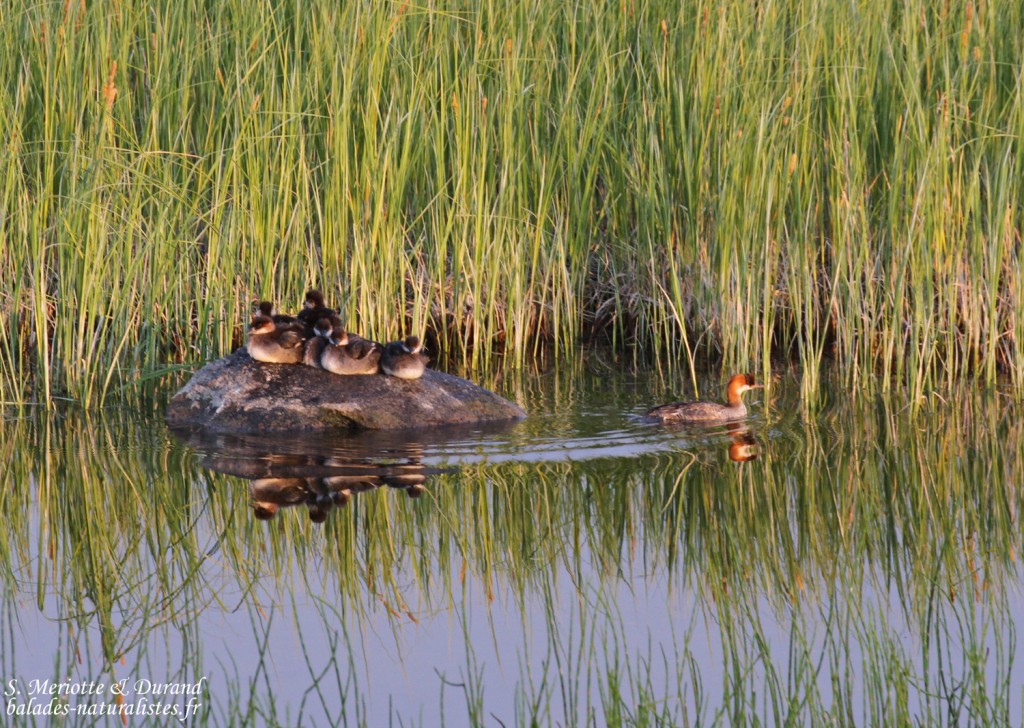Harle piette (Vallée de Pasvik)