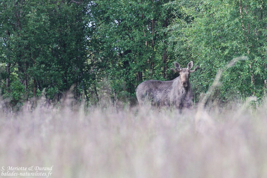 Elan (Vallée de Pasvik)