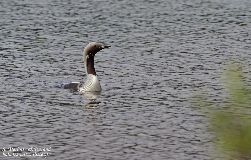 Plongeon arctique (Norvège)