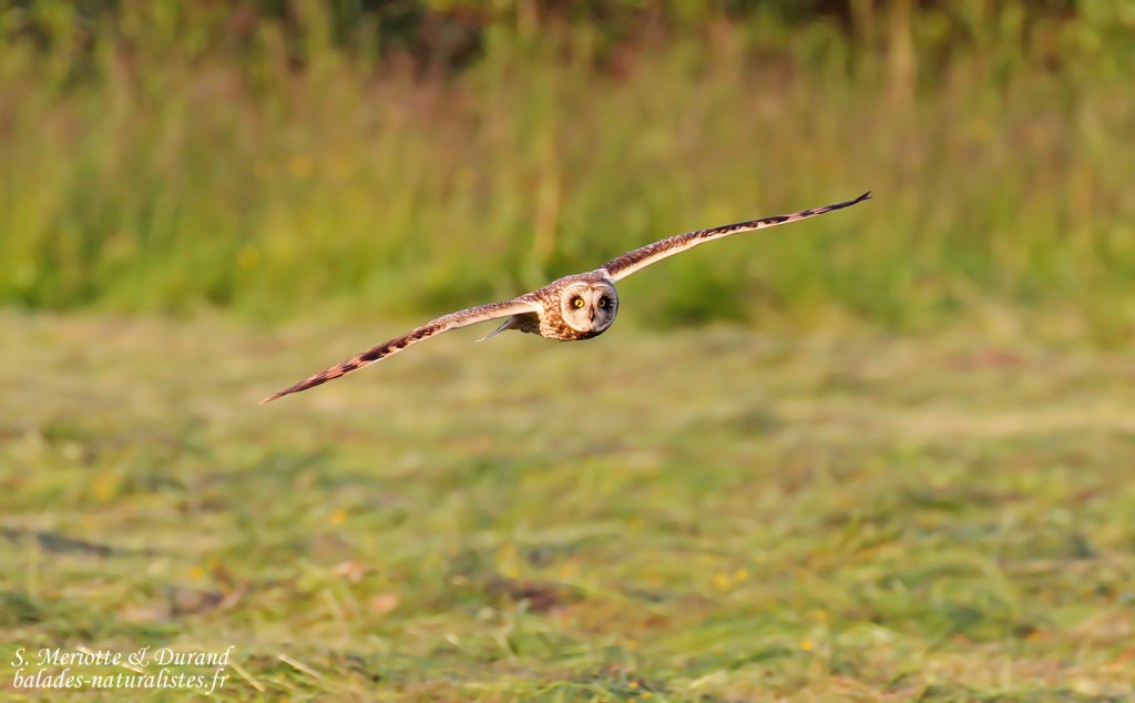 Hibou des marais (Vallée de Pasvik)
