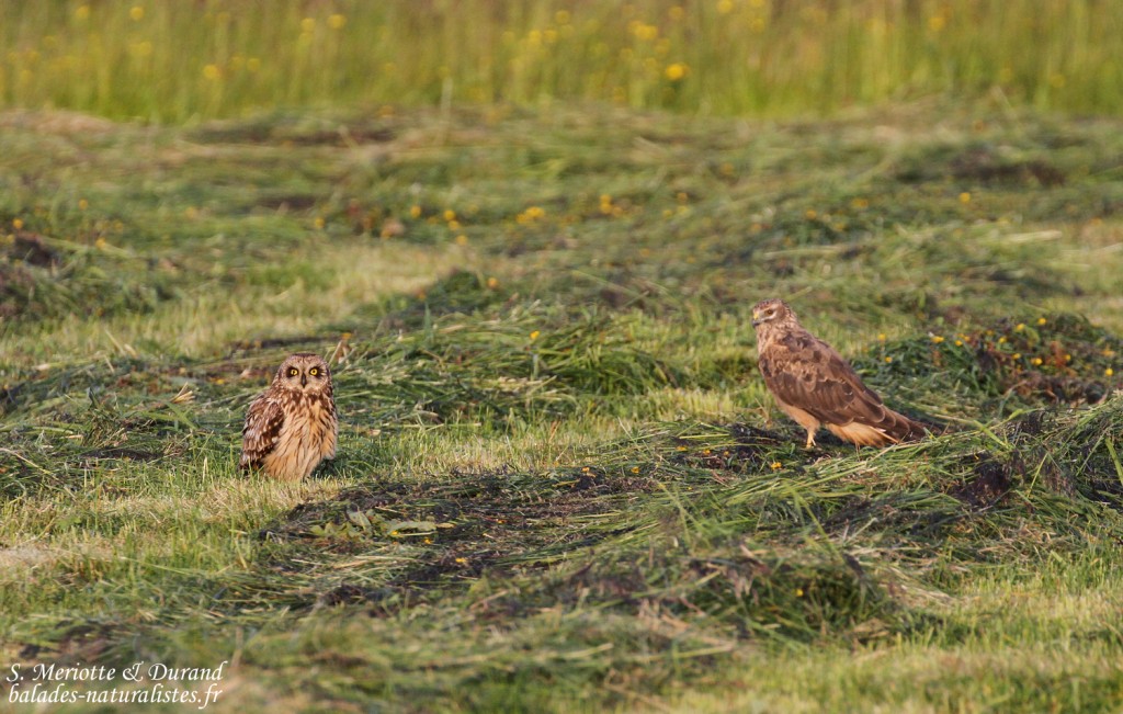 Hibou des marais et Busard Saint-Martin (Vallée de Pasvik)