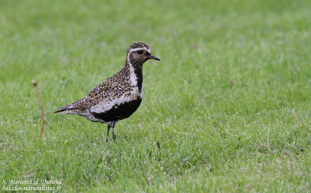 Pluvier doré (Vallée de Pasvik)