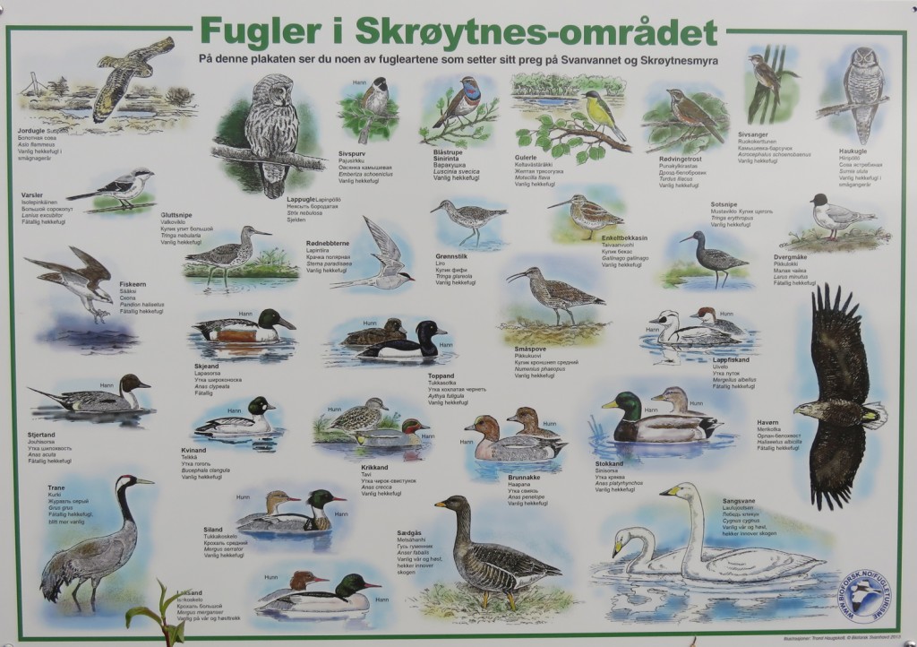 Oiseaux de la réserve de Skroytnes