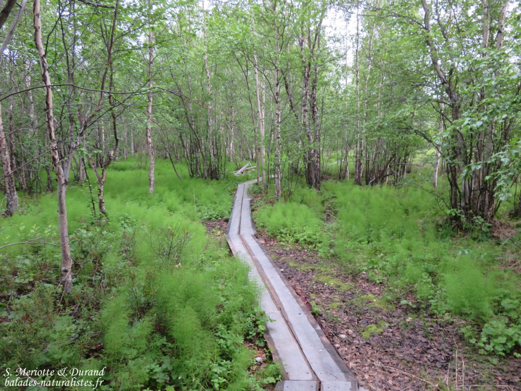 Réserve de Skoytnes (Vallée de Pasvik)