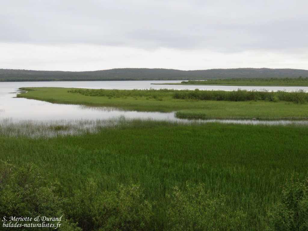 Réserve de Skoytnes (Vallée de Pasvik)