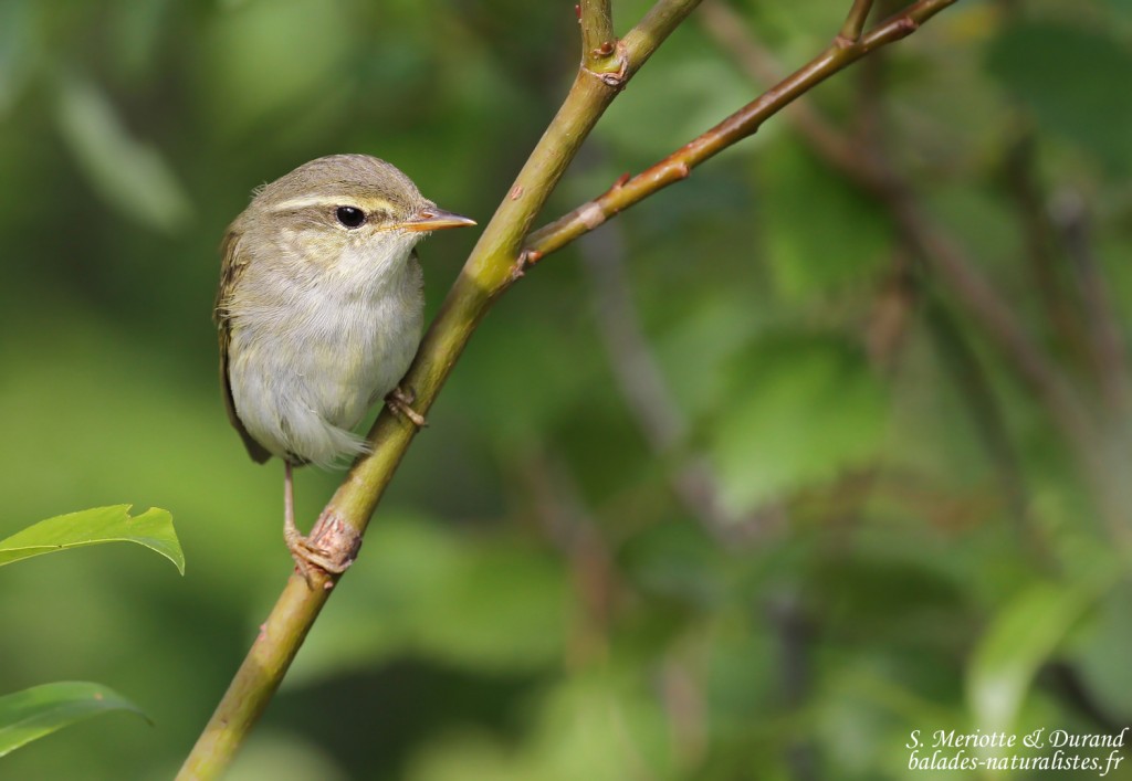 Pouillot boréal (Vallée de Pasvik)
