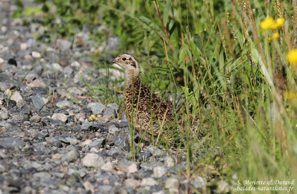 Lagopède des saules jeune (Vallée de Pasvik)