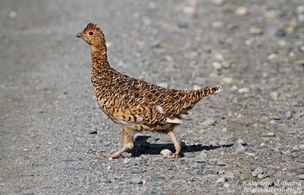 Lagopède des saules, femelle (Vallée de Pasvik)
