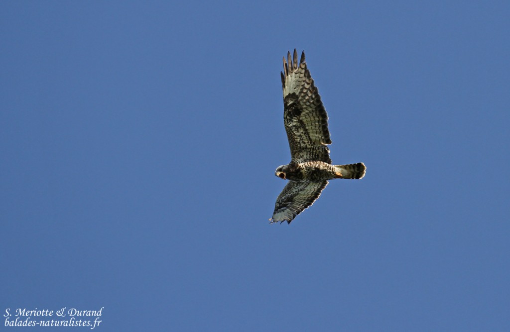 Buse pattue, Rivière Tana