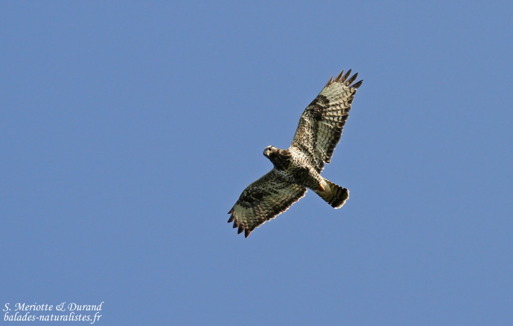 Buse pattue, Rivière Tana