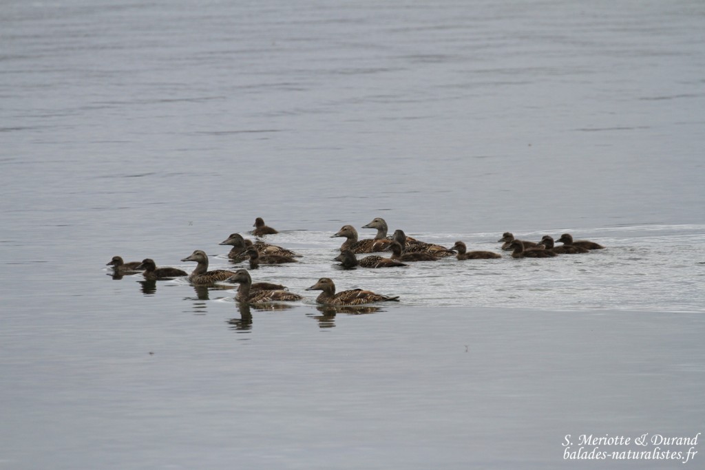 Eider à duvet, Varangerbotn, Norvège