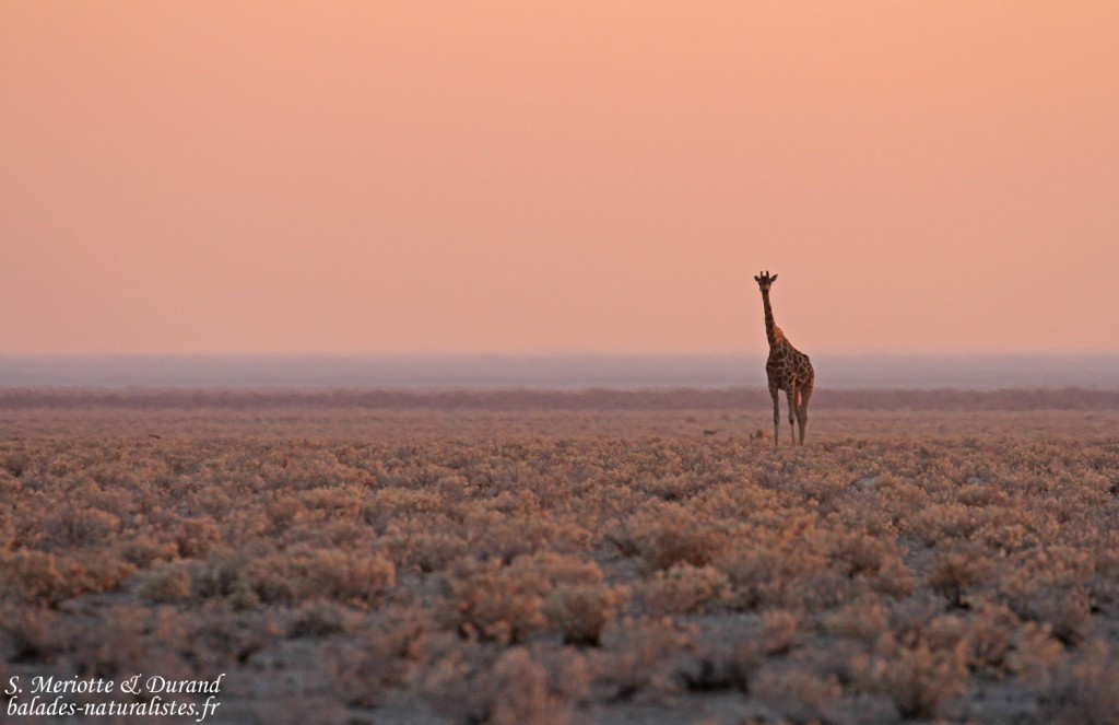 Girafe dans le soleil levant