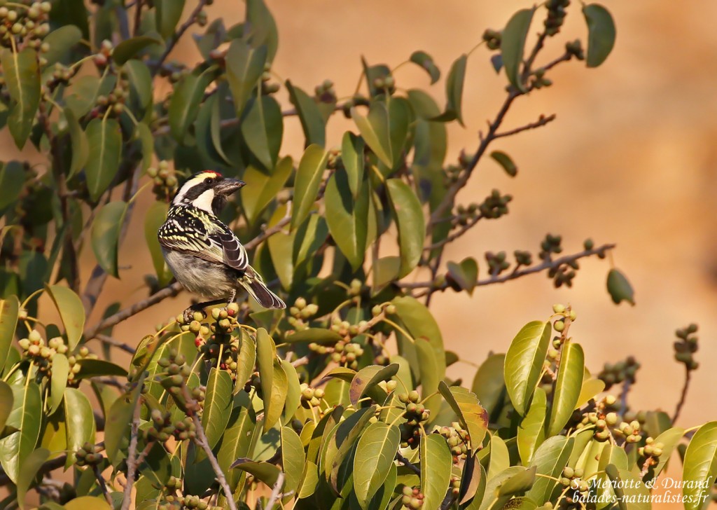 Pied Barbet, Barbican pie, Naukluft
