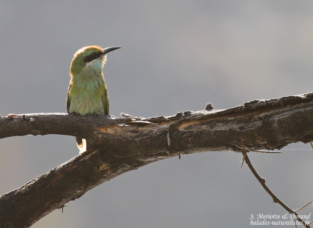 Swallo-tailed Bee-eater, Guêpier à queue d'aronde, Naukluft