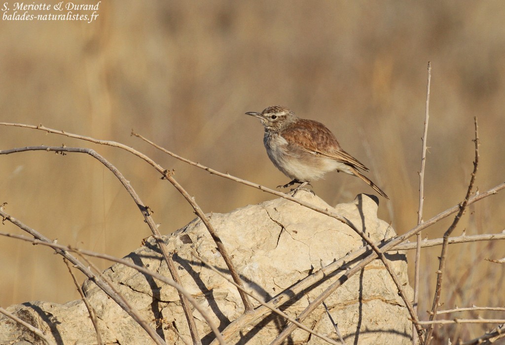 Alouette de Benguela (Brandberg)