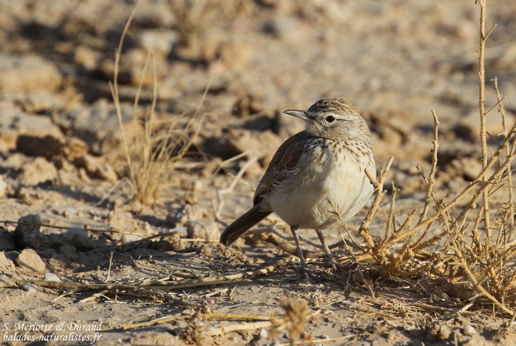 Alouette de Benguela (Brandberg)