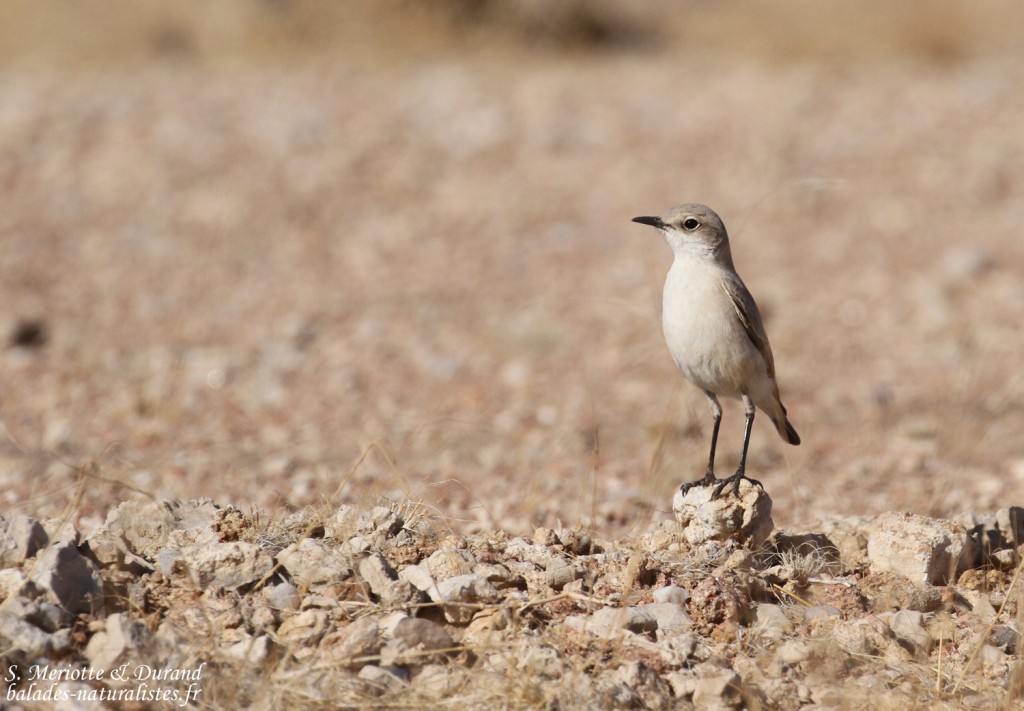 Traquet tractrac (Brandberg)