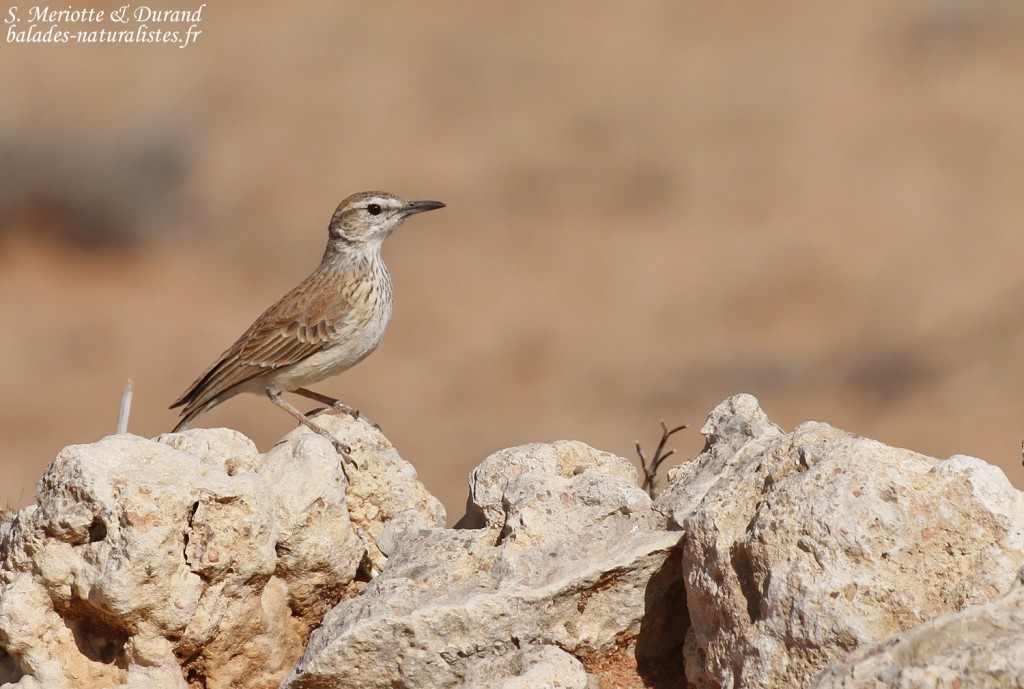 Alouette de Benguela (Brandberg)