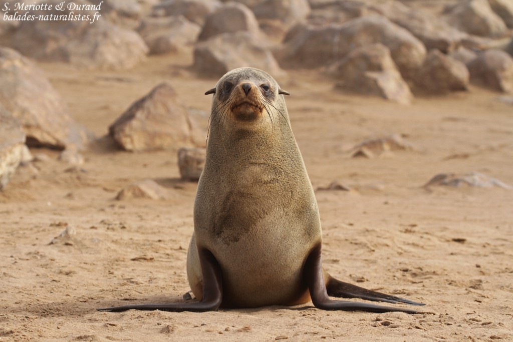 Otarie du Cap (Cap Cross, Namibie)